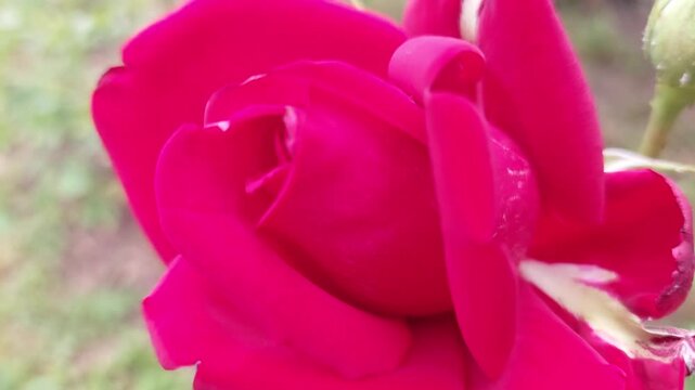 Close-up tilt up shot of a beautiful dark pink rose bud opening in the garden