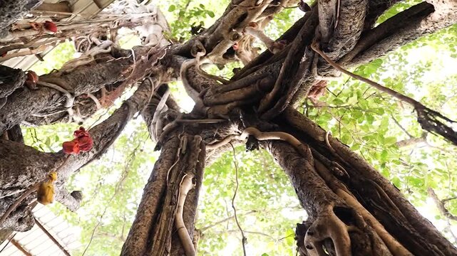 Ancient sacred tree inside the temple complex, captured from a dramatic low-angle perspective, symbolizing spirituality, heritage, and timeless devotion.