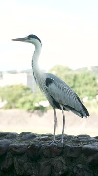 kyoto_animal_002