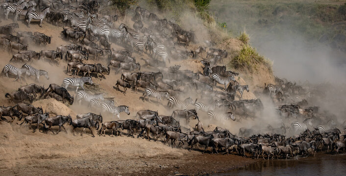 The great wildebeest migration in Africa 