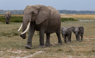 Fototapeta premium Elephant in Amboseli National Park, Africa 
