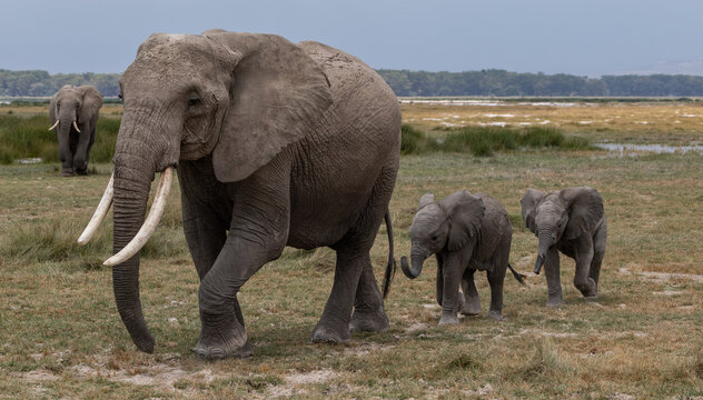 Elephant in Amboseli National Park, Africa 