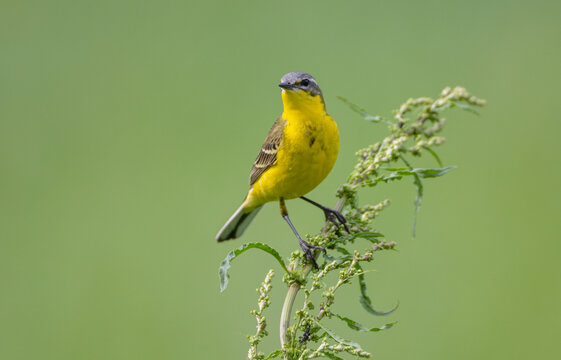 Yellow wagtail - male bird in summer at a wet fields