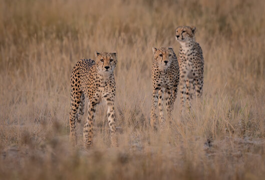 A cheetah in Kenya, Africa 