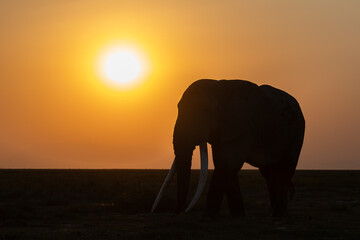 Naklejka premium Elephant in Amboseli National Park, Africa 