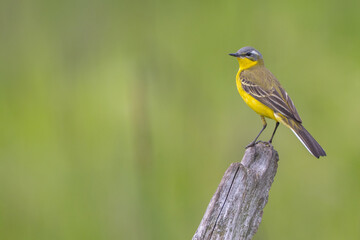 Fototapeta premium Yellow wagtail - male bird in summer at a wet fields
