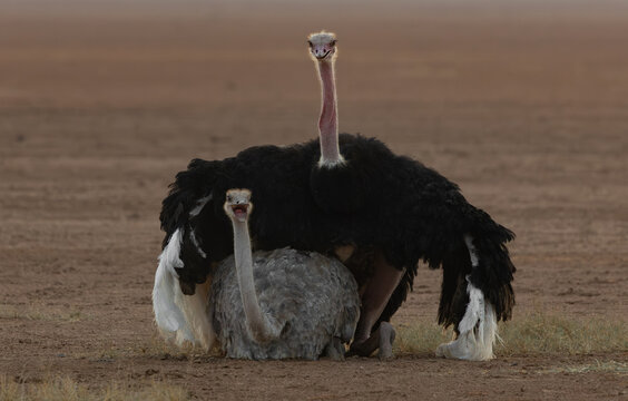 Ostrich mating in Kenya, Africa 