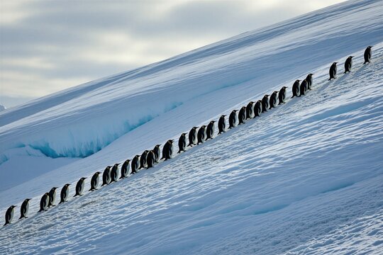Line of emperor penguins walking uphill on icy slope. Birds move in single file across white snowdrift. Cold polar wilderness landscape in Antarctica.