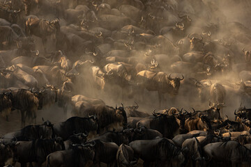 Obraz premium The great migration of wildebeest in Africa 