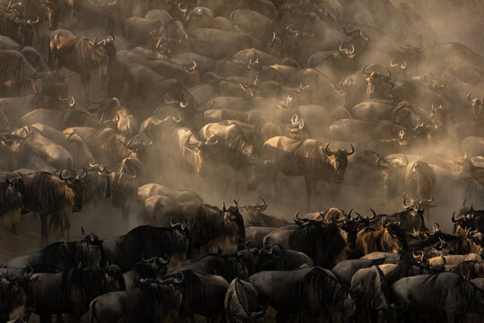 The great migration of wildebeest in Africa 