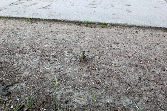 bird