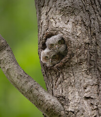 Obraz premium Eastern screech owl nest in a tree