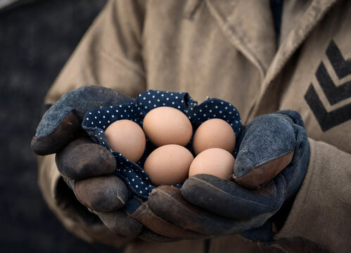 Man holding eggs in a blue polka dot cloth inside work gloves