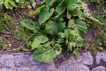 Broadleaf plantain grows beside a stone pavement edge with ribbed green leaves, damaged foliage, soil, grass, and small weeds. Useful for weed identification, lawn care, herbal plant, and urban nature © Volha