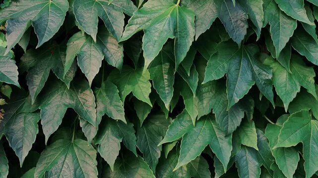 Close Up of Dense Green Ivy Leaves Swaying in the Wind Background