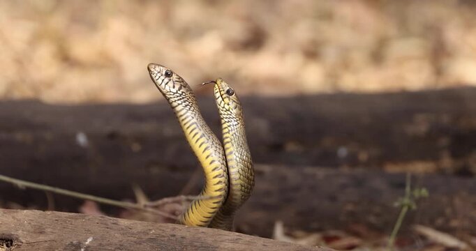 Close-Up of Oriental Rat Snake Pair in Tropical Forest. 