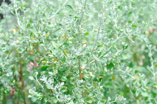 saltbush or Atriplex nummularia, Atriplex semibaccata or  Australian saltbush or Chenopodium curvispicatum or Old man saltbush or Salt Bush or silver leaf