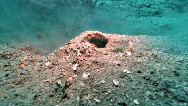 Close-up of a stingray, Dasyatidae sp., eye before the frightened ray bursts away, lifting a dense cloud of sand.