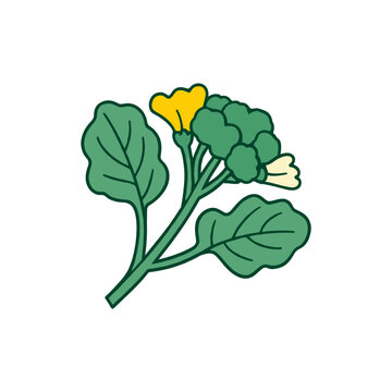 Flat illustration of broccoli plant with yellow flower