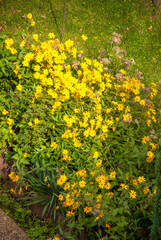 Obraz premium Blooming Yellow Wildflowers in Sunny Garden Landscape