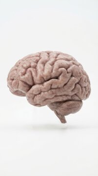 A close-up view of a realistic human brain model against a white background. Ideal for educational use.