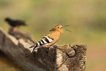 Eurasian hoopoe (Upupa epops) with open beak perched on weathered wood in El Taray, Spain. Wildlife stock photography. © PIOTR