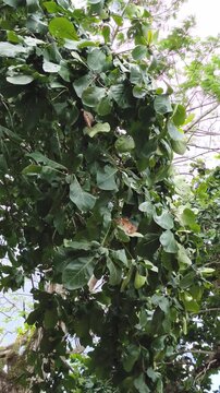 Green leaves hanging from tree branches in bright daylight