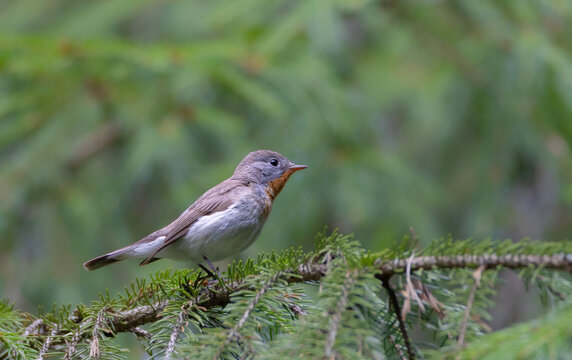 Red-breasted flycatcher - at the spurce forest in summer