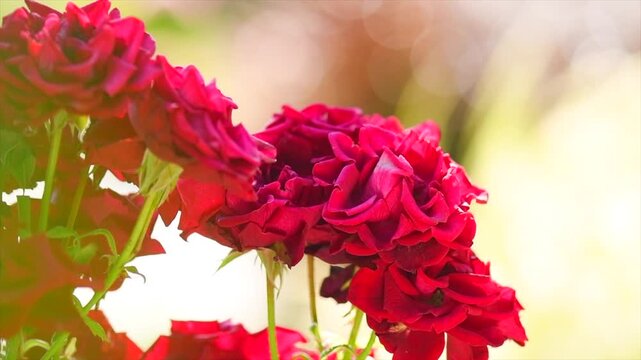Red roses blooming in a garden, close up. Gardening, landscape design. Rose flowers macro shot. Summer Park, flower bed. Slow motion. 