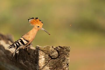 Eurasian Hoopoe (Upupa epops) tossing an insect in El Taray, Spain. Crested bird perched on a weathered wooden fence, hunting in natural light. © PIOTR