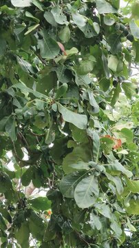 Green leaves sway gently in the soft breeze on a sunny day