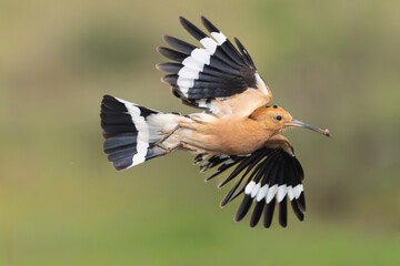 Eurasian hoopoe - Upupa epops in dynamic flight with an insect in its beak at El Taray, Spain. Striking display of its black and white striped wings and tail against a soft green backdrop. © PIOTR