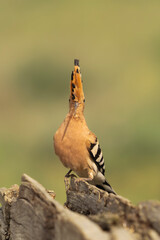 Eurasian hoopoe (Upupa epops) perched on a log with its crest fully raised in El Taray, Spain. Front view portrait wildlife stock photography against a soft green background. © PIOTR