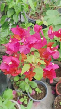 Vibrant pink flowers bloom with green leaves in a sunny garden setting.