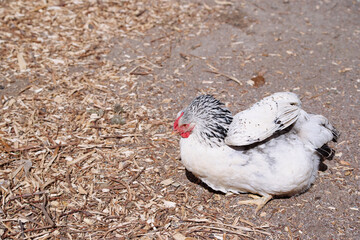 Domestic Chicken Dust Bathing in Outdoor Natural Surroundings on a Sunny Day © Loginova
