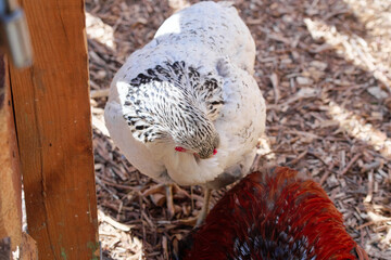 Two chickens, one white and black and the other brown-red, roam in an outdoor coop sunlit by natural light, showcasing their detailed feathers and behavior. © Loginova