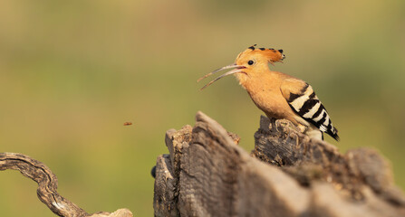 Eurasian Hoopoe (Upupa epops) catches a flying insect in El Taray, Spain. Action wildlife shot of the crested bird perched on a weathered log against a soft green background. © PIOTR