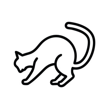 a cat chasing its own tail