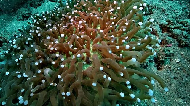 Tiny mushroom coral pipefish, Siokunichthys nigrolineatus, hides among Heliofungia actiniformis tentacles.