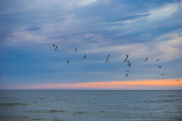 Fototapeta premium flying seagulls in the Baltic Sea