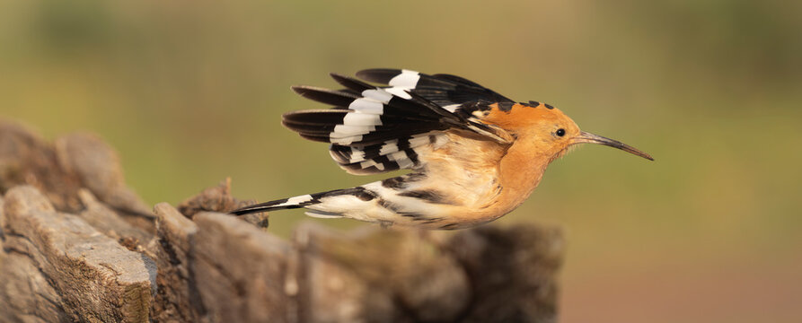 Eurasian hoopoe (Upupa epops) in flight at El Taray, Spain. Wildlife stock photography capturing the bird's distinctive black and white wings and orange plumage.
