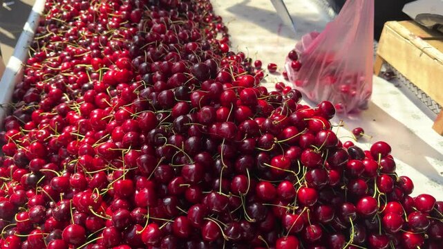 cherries at the market, the seller is picking ripe cherries into a pink bag Fresh organic cherries at a farmers market 