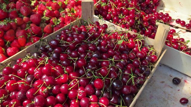 cherries and strawberries at the market. Fresh Strawberries and Cherries in Market Trays 