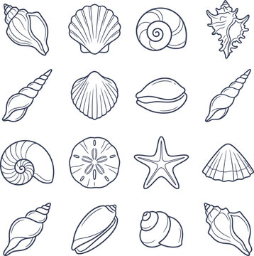 Line of 15 sea shells and sea creatures, including starfish and sand dollar seashells
