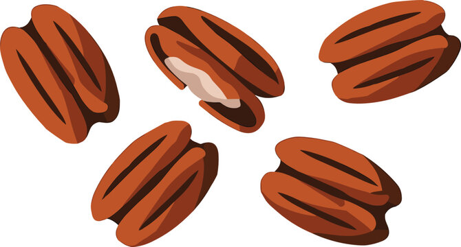 Pecan nut illustration bundle featuring peeled kernels showing rich textures and ridges for autumn holiday baking graphics and gourmet food packaging