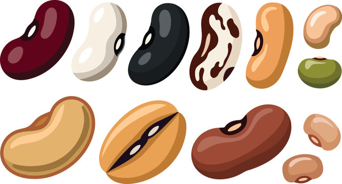 Bean variety flat vector illustration set featuring colorful red kidney black white pinto lima coffee and mung seeds for grocery market agriculture designs