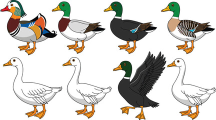 Duck illustration bundle featuring mallard drakes white domestic geese mandarin drake and flying waterfowl icons for farm lake and wildlife nature designs © HELEN QUEEN