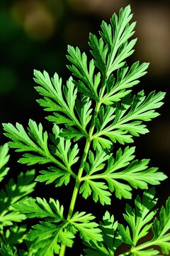 Scentless false mayweed plant leaves shown in macro detail. Deep green, feathery foliage with thin pinnately lobed blades create intricate patterns. Naturalistic plant background bokeh.