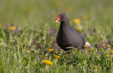 Obraz premium The common moorhen - adult bird in spring