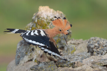 Eurasian Hoopoe (Upupa epops) landing on a rock in El Taray, Spain. Action shot showing the crested bird with wings spread, displaying striking black and white striped feathers. © PIOTR